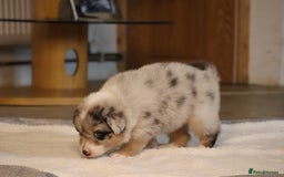 Australian Shepherd dogs for sale: Australian Shepherd Puppies  - Image 21