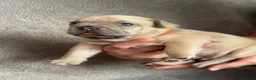 French Bulldog dogs for sale: French Bulldog PuppiesReady for Their Forever home - Advert 39