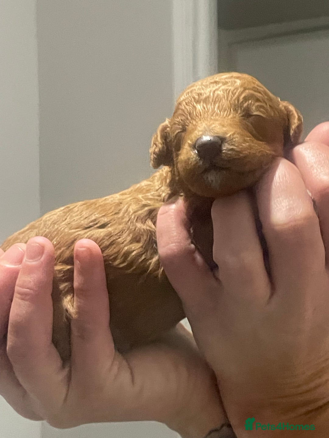 Toy Poodle dogs for sale: Red toy poodle  - Image 2