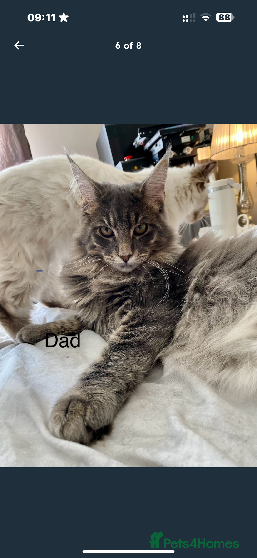 Maine Coon cats for sale: Beautiful XXL Maine Coon Boy 3 Months Old  - Advert 10