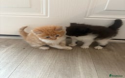 Mixed Breed cats for sale: 5 beautiful fluffy kittens  - Image 7