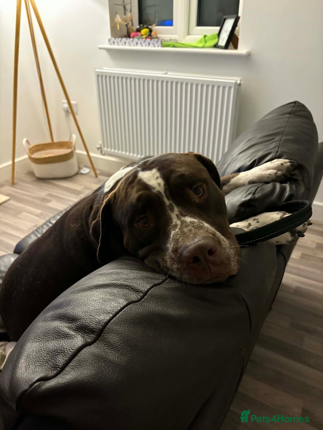 Mixed Breed dogs for sale: House hippo Zero🤍 - Advert 2