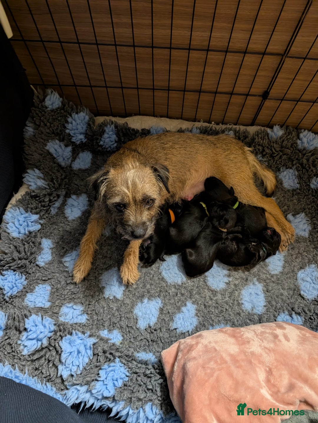 Mixed Breed dogs for sale: Beautiful Border terrier/Patterdale terrier pups - Advert 19