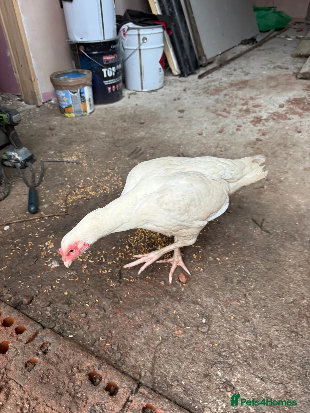 Chickens poultry for sale: White aseel - Advert 3