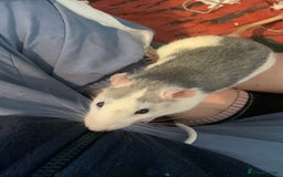 Rat rodents for sale: 2 friendly male rats  - Image 9