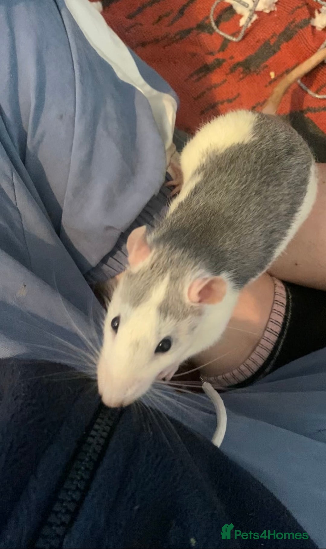 Rat rodents for sale: 2 friendly male rats  - Image 9