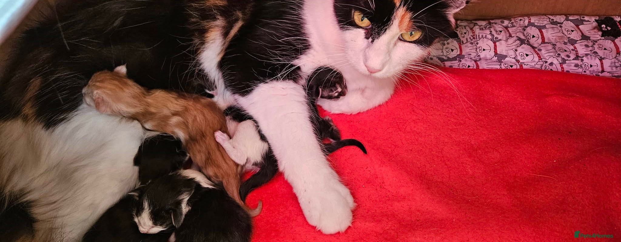 Maine Coon cats *STUNNING FLUFFY PEDIGREE MAINE COON KITTENS* - Advert 1