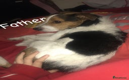 Mixed Breed dogs for sale: 6 spaniel, beagle, jack Russell cross for sale  - Image 3
