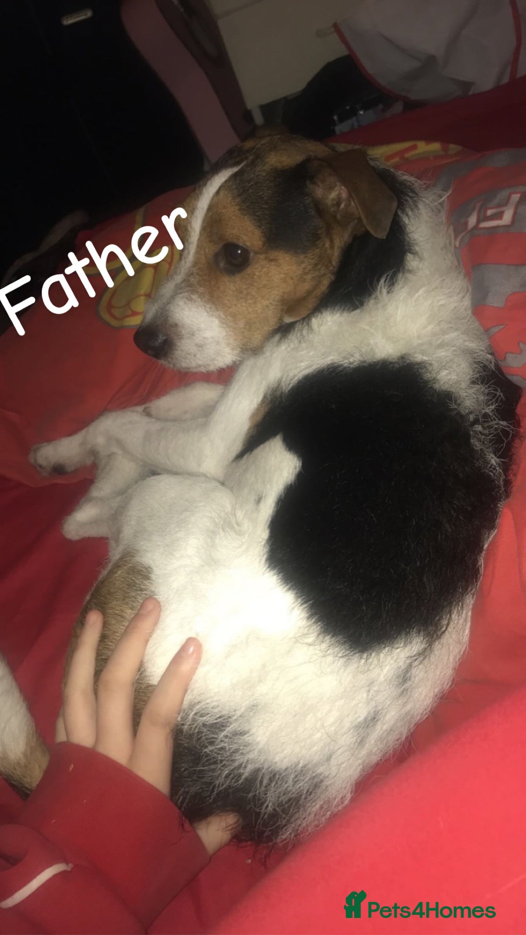 Mixed Breed dogs for sale: 6 spaniel, beagle, jack Russell cross for sale  - Image 3