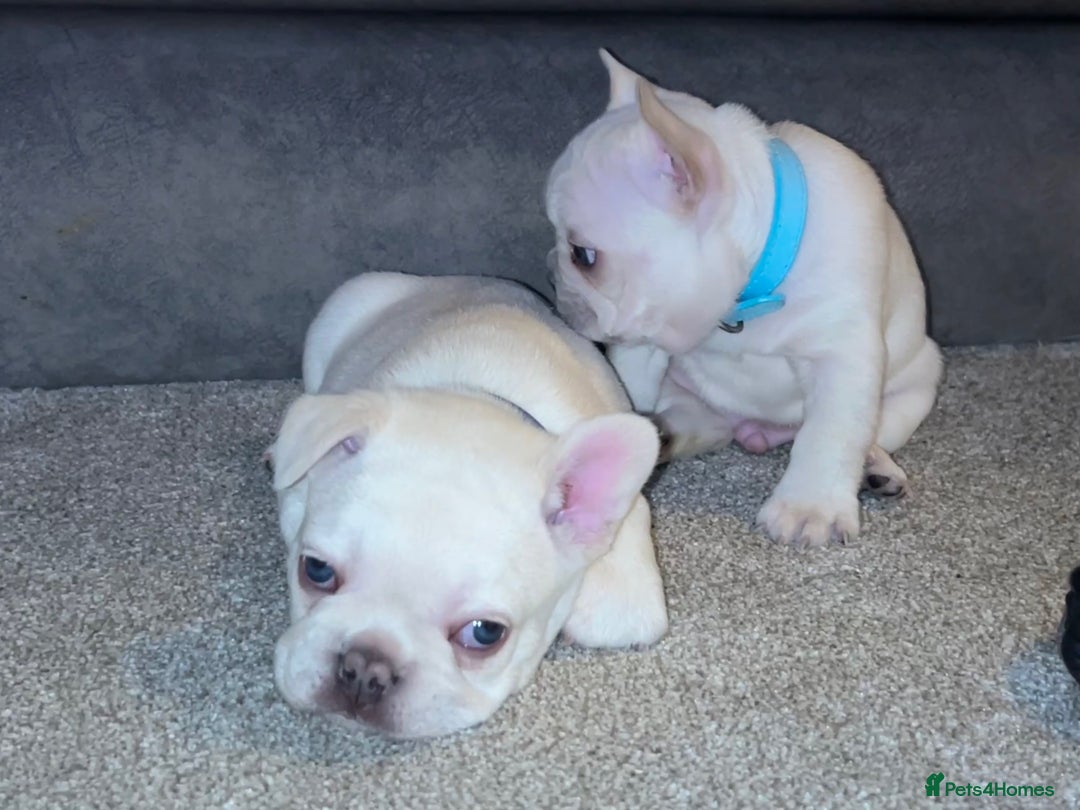French Bulldog dogs for sale: French fries due to leave 3rd January  - Advert 4