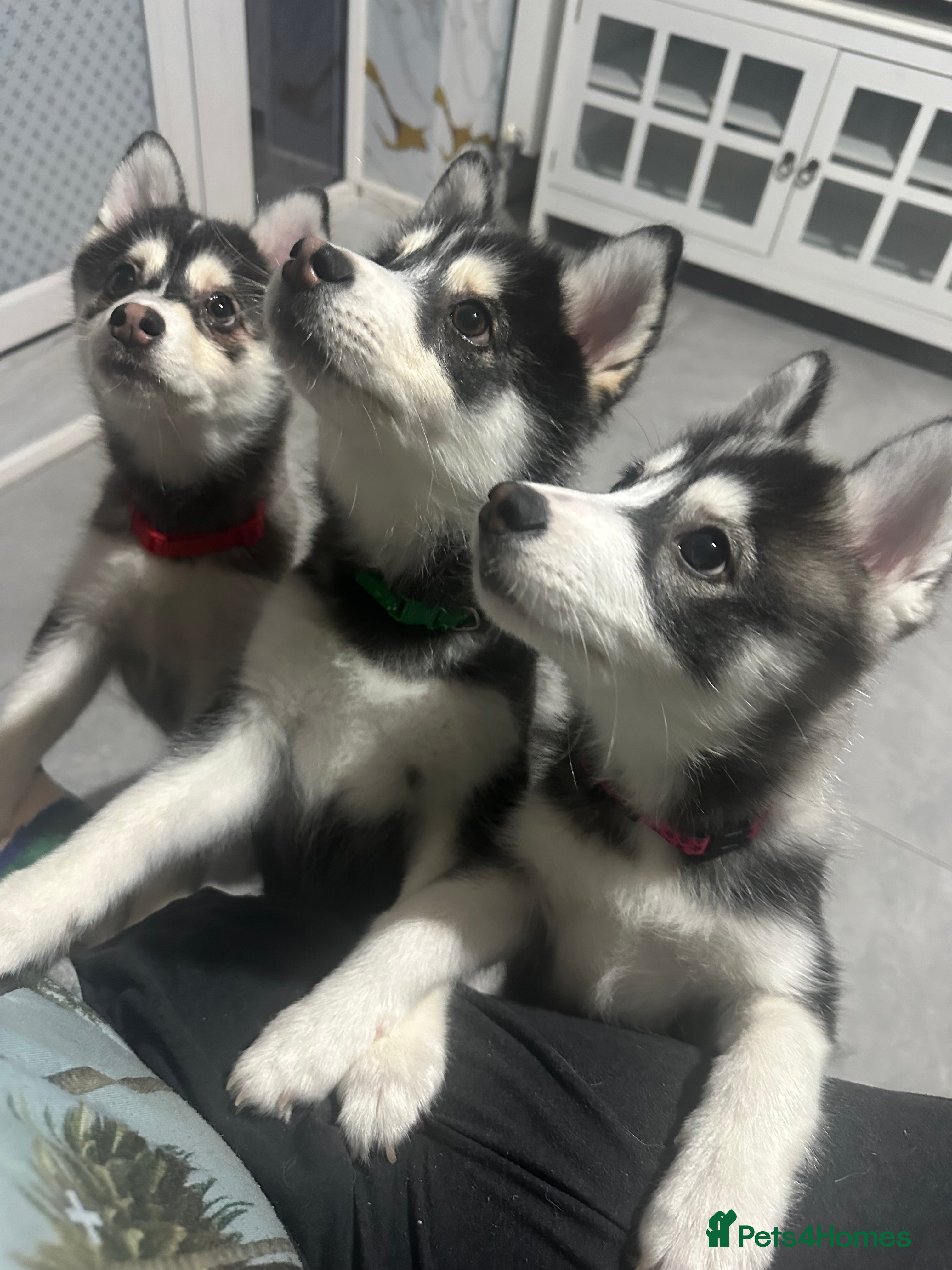 Pomsky dogs READY!!!!Pomsky F4 Husky Coat  - Advert 3