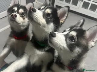 Pomsky dogs READY!!!!Pomsky F4 Husky Coat - Advert 8