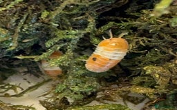 Mixed Breed invertebrates for sale: Isopods For Sale - Image 1