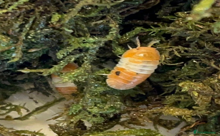 Mixed Breed invertebrates - Advert 2