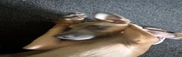 Mixed Breed dogs for sale: Belgian Malinois cross puppies for sale. - Advert 6