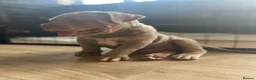 Bandog dogs for sale: Bandog x Bulldog puppies in Watford - Advert 7