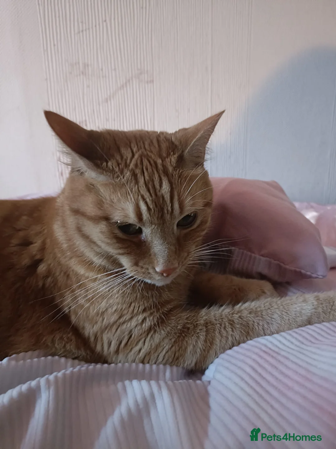 Maine Coon cats for sale: Ginger Maine coon male 5yrs  - Advert 7