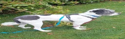 Mixed Breed dogs for adoption: Billy - Mioirtic Sheepdog  - Advert 2