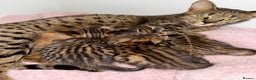Savannah cats for sale: TICA Reg F3 Savannah Kittens HIGH PERCENTAGE - Advert 14