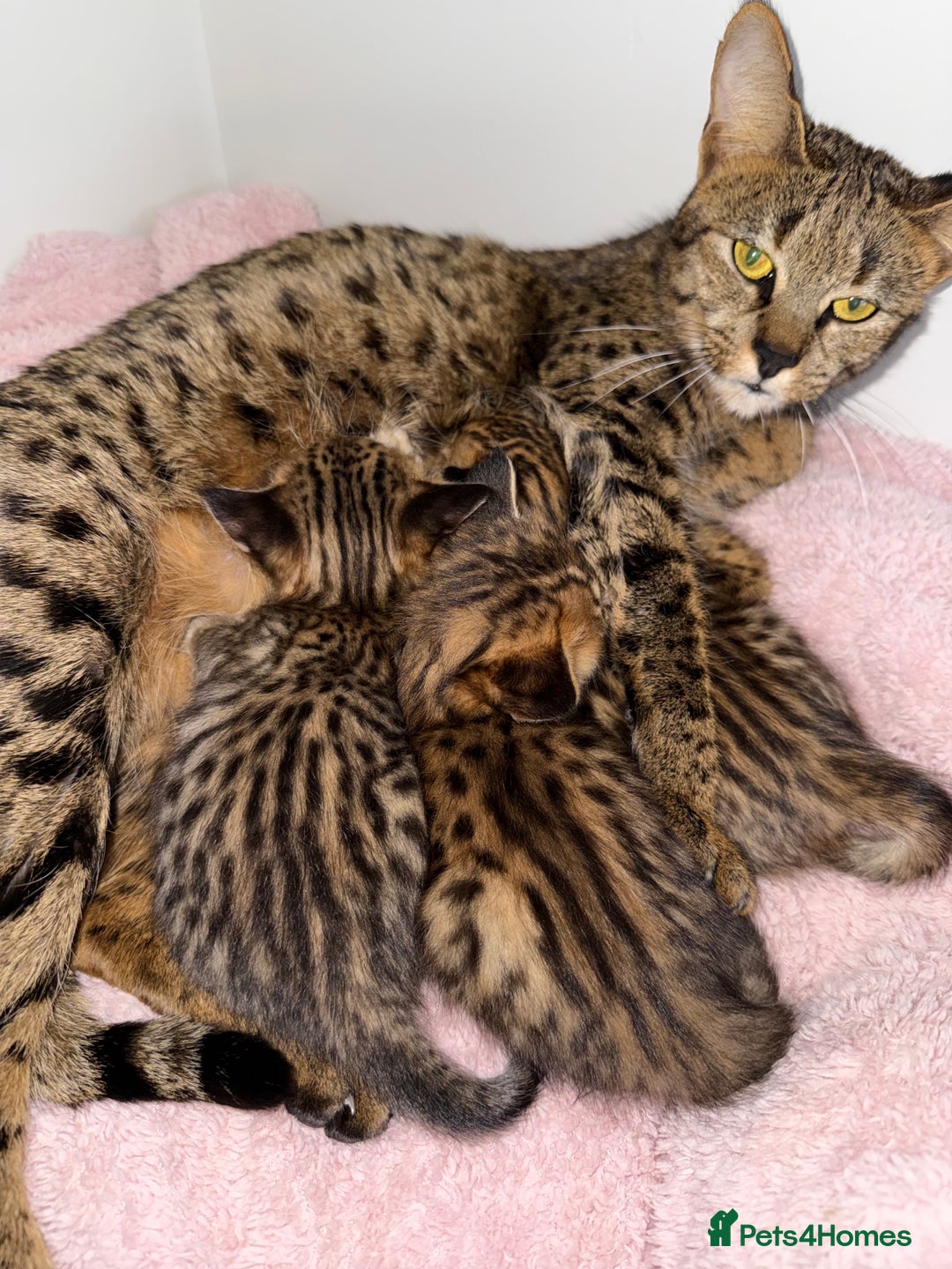 Savannah cats for sale: TICA Reg F3 Savannah Kittens HIGH PERCENTAGE - Advert 14