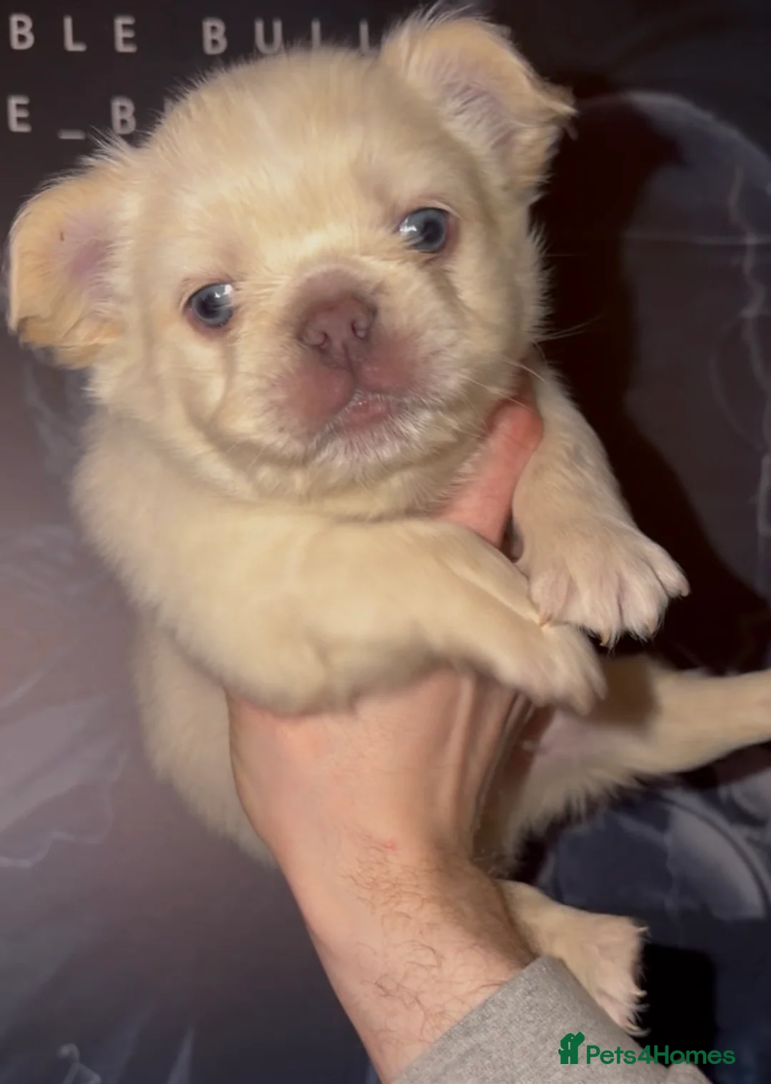 French Bulldog dogs for sale: Top quality fluffy Frenchbulldogs - Advert 11