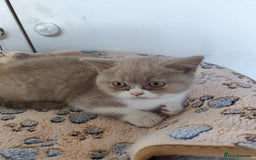 British Shorthair cats for sale: READY NOW Beautiful British Shorthair Kittens - Image 12
