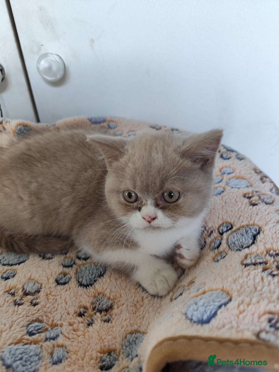 British Shorthair cats for sale: READY NOW Beautiful British Shorthair Kittens - Image 12