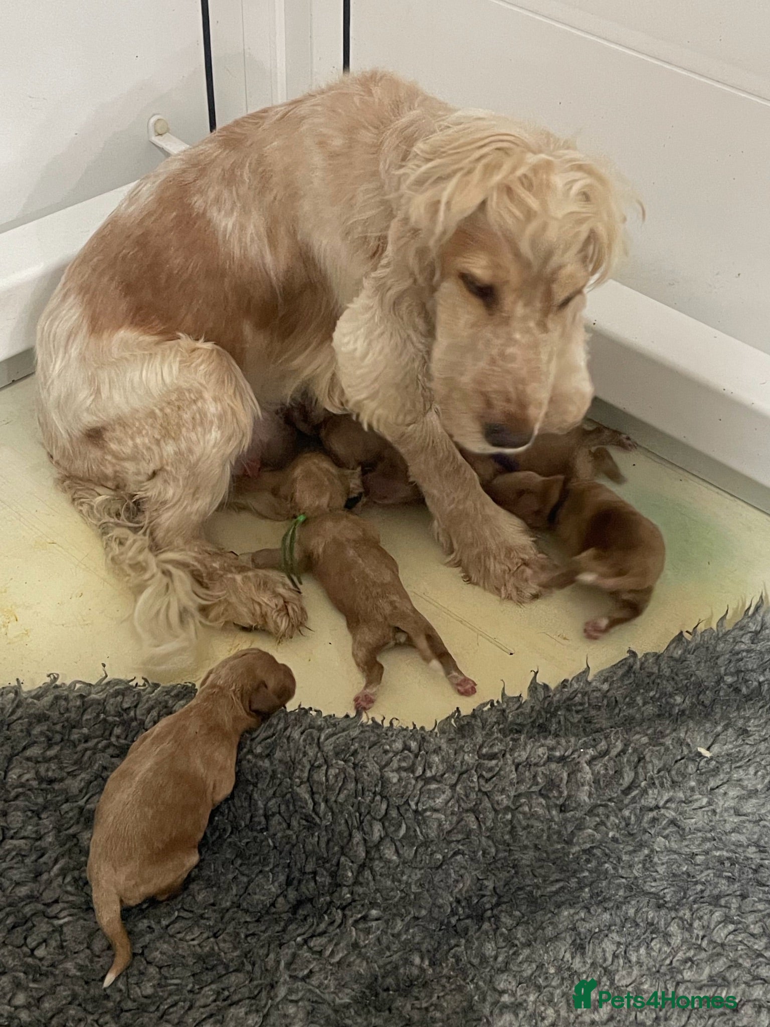 Cockapoo dogs F1 beautiful litter red and apricot  - Advert 1