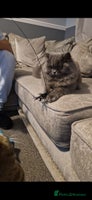 British Longhair cats - Advert 8