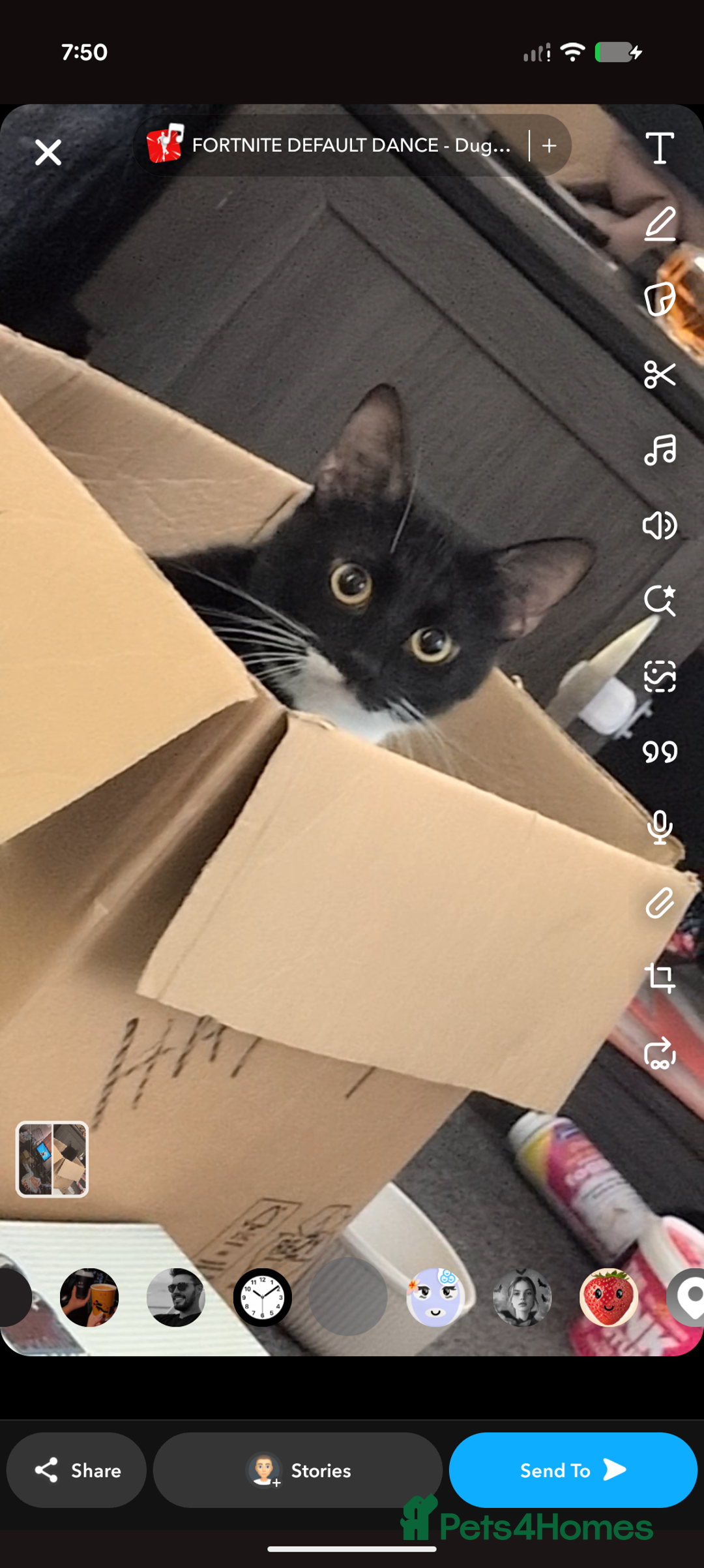 Domestic Shorthair cats for sale: Paddy - Advert 1