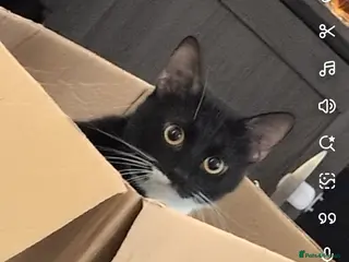 Domestic Shorthair cats Paddy - Advert 5