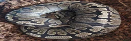 Python Snake reptiles for sale: CB21 GHI royal python (proven) - Advert 2