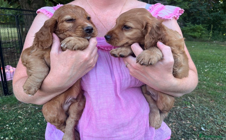 Cocker Spaniel dogs - Advert 13