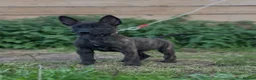Belgian Shepherd Dog dogs for sale: Dutch herder  in Bedworth - Advert 2