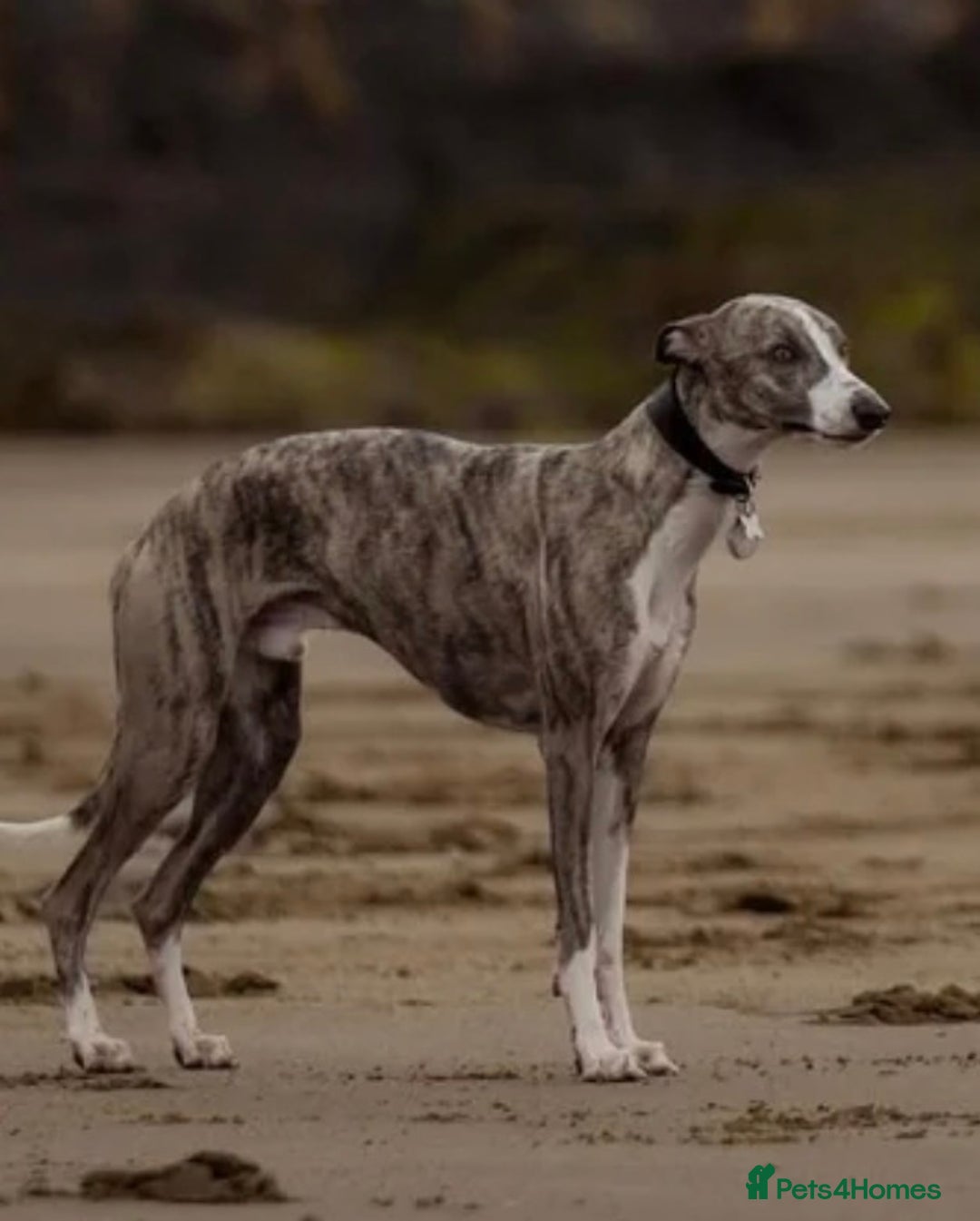 Whippet dogs for sale: Whippet puppies looking for exceptional homes - Advert 2