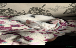 Domestic Shorthair cats for sale: TWO CATS NEED REHOMING TOGETHER  - Image 4