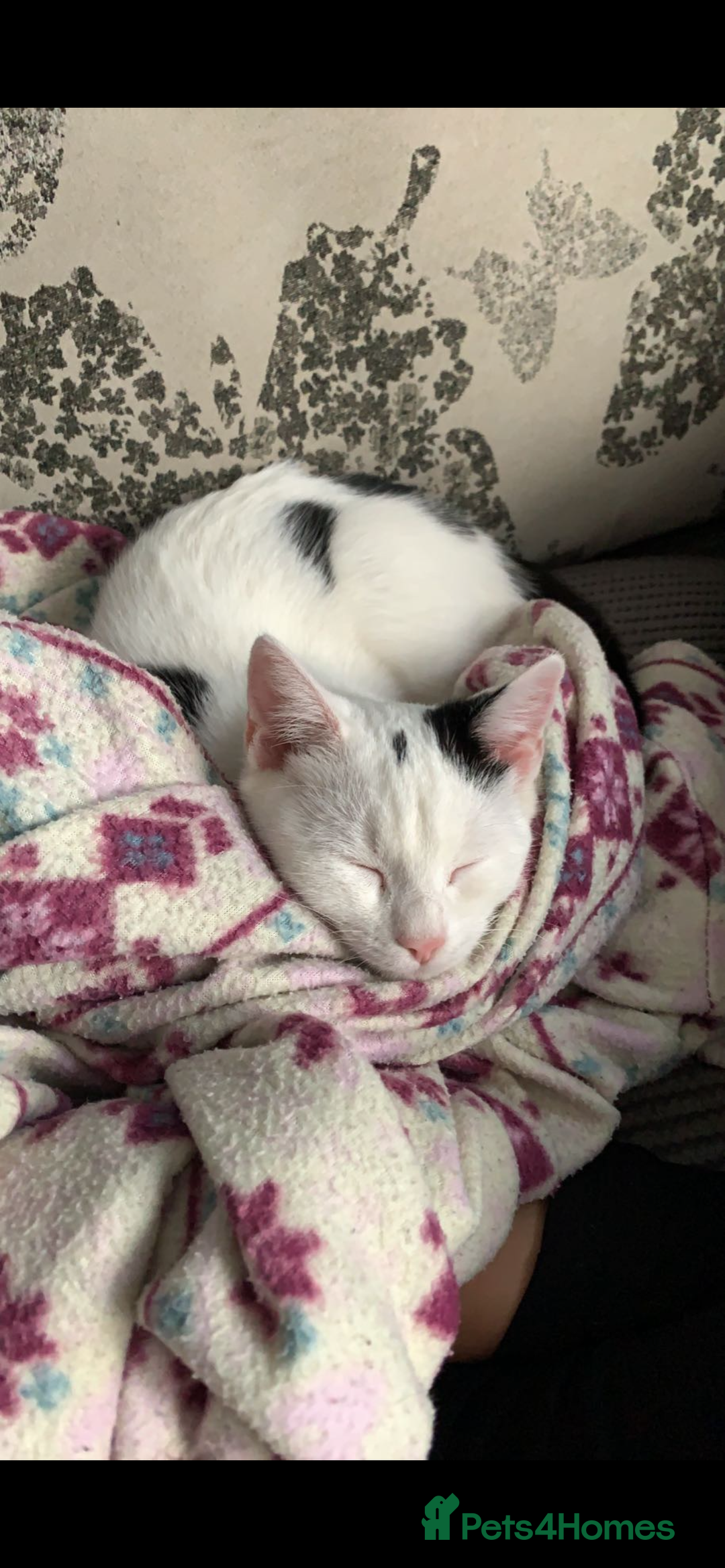 Domestic Shorthair cats for sale: TWO CATS NEED REHOMING TOGETHER  - Image 4