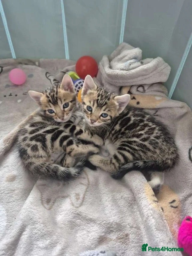 Bengal cats Ready to leave now  - Advert 5
