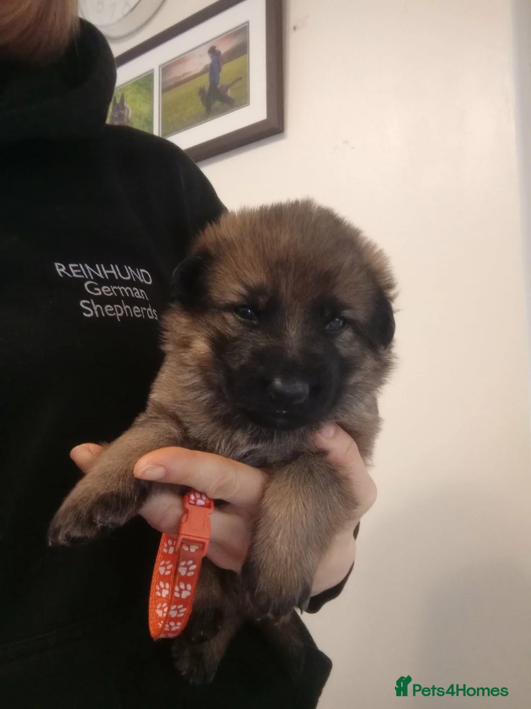 German Shepherd dogs for sale: Czech pedigree puppies from health tested parents in Hinckley - Advert 16