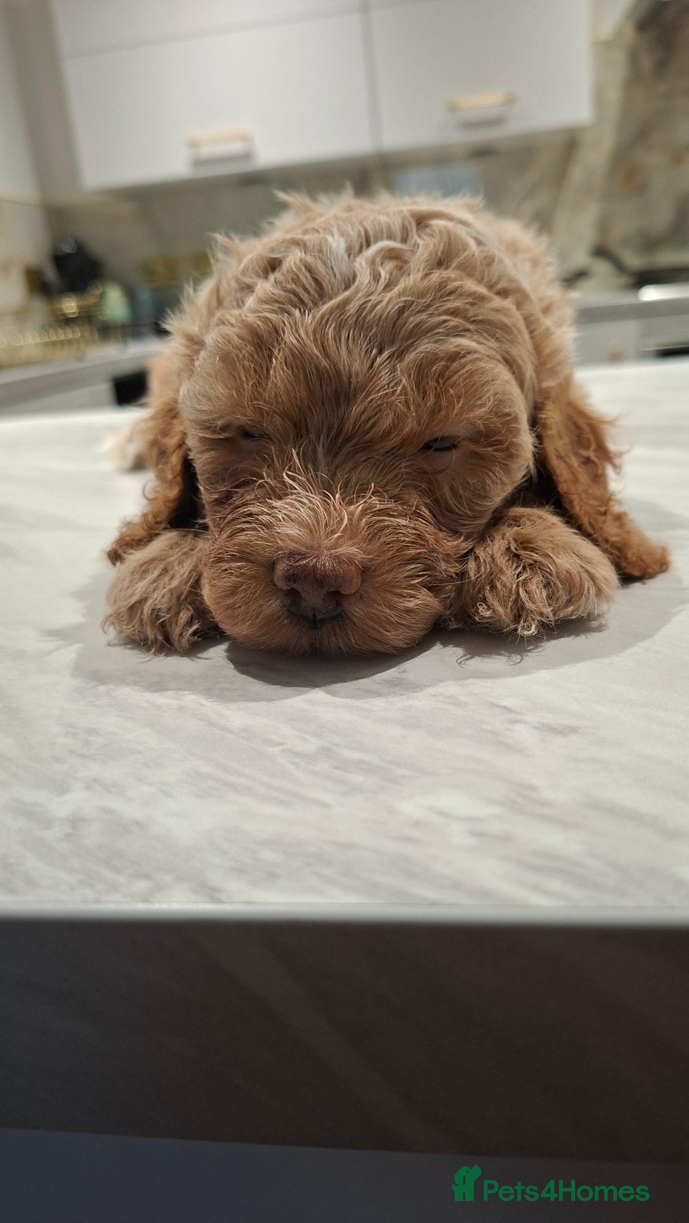 Cockapoo dogs Gorgeous Rainbow Litter of Teddy Bear Puppies! 🐾 - Advert 2