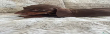 Dachshund Puppy 5