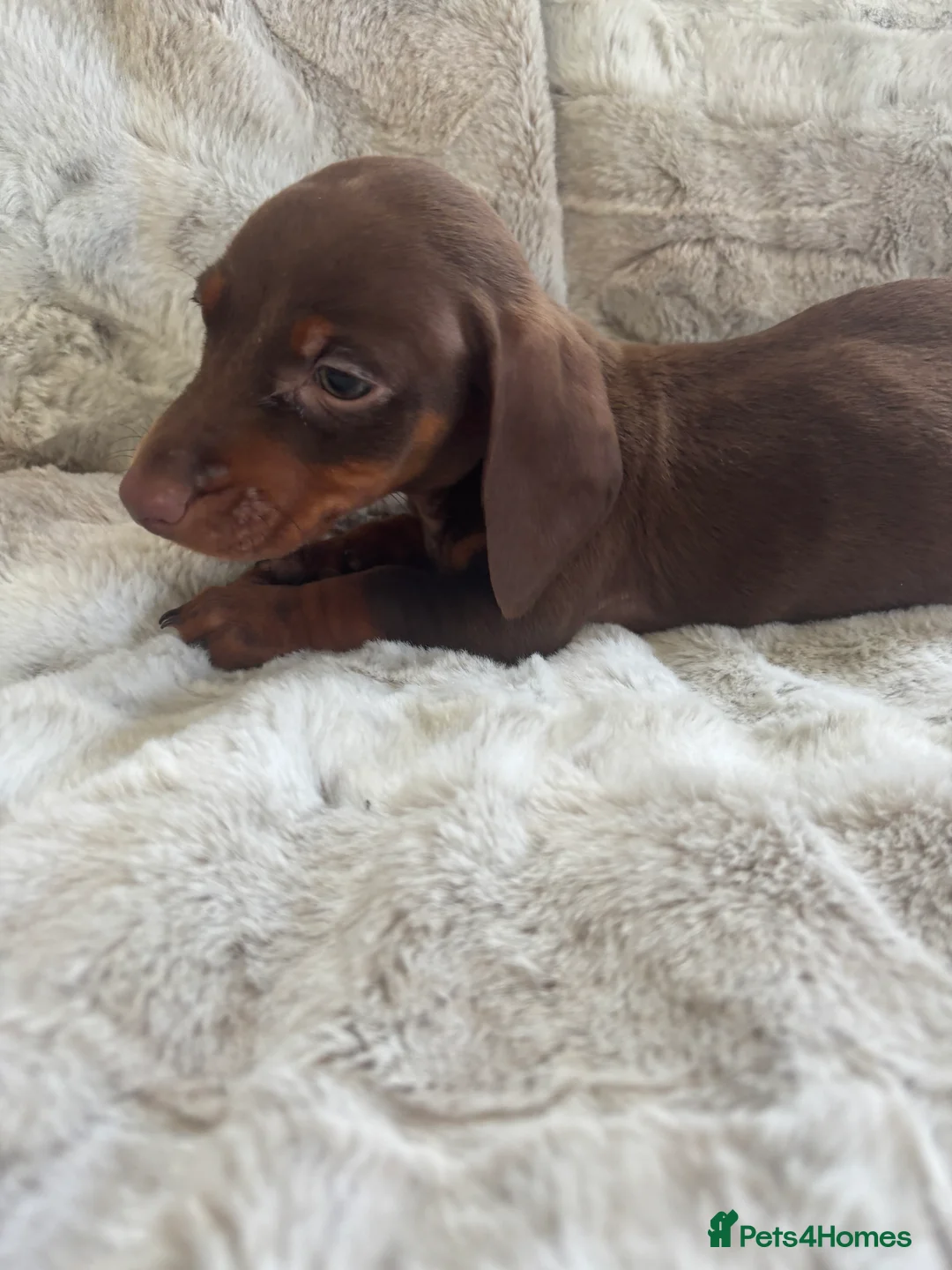 Dachshund dogs for sale: Dachshund puppy’s  in Ipswich - Advert 2