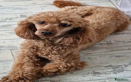 Miniature Poodle dogs for sale: Dark Red KC Miniature Poodles - Image 4