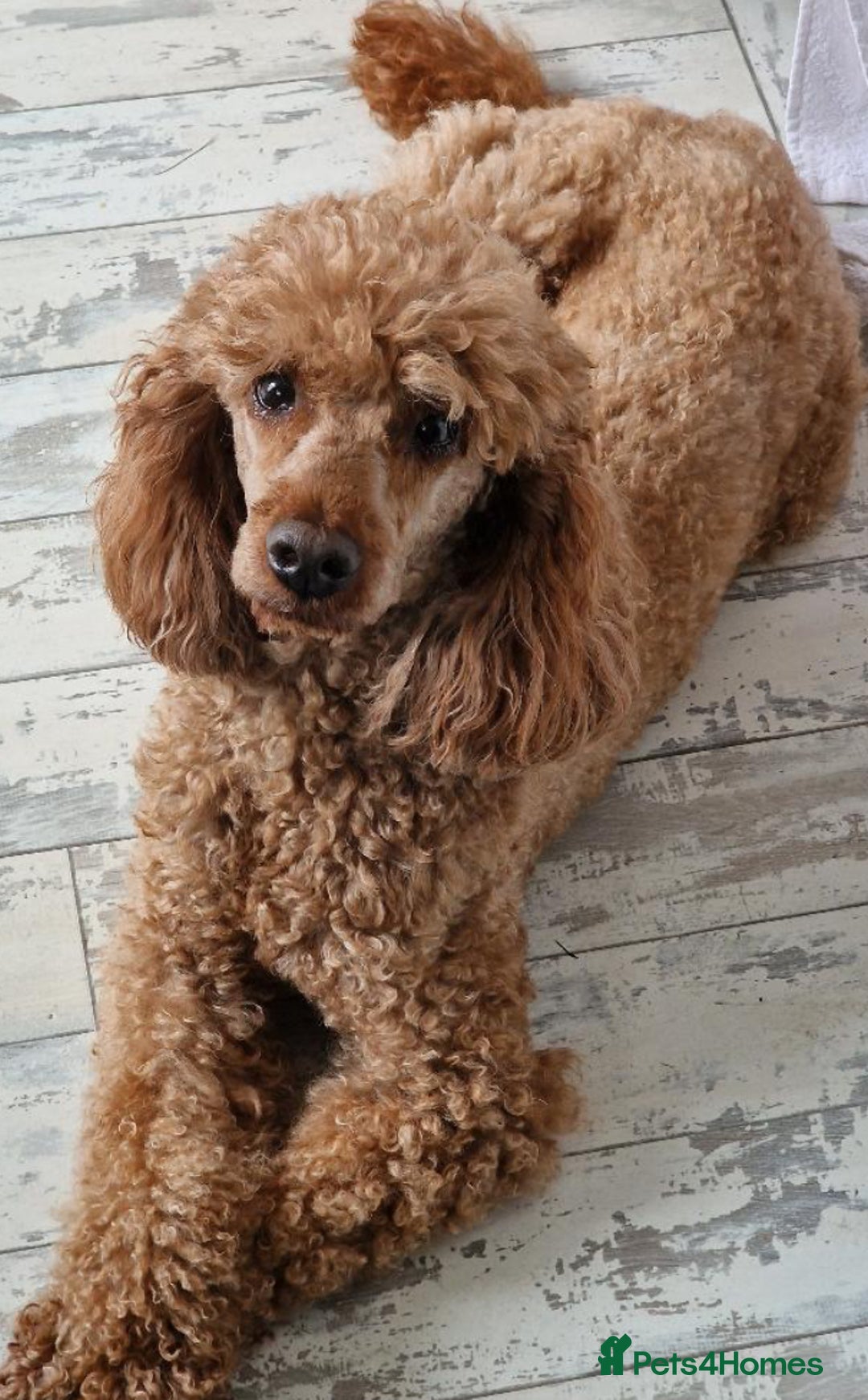 Miniature Poodle dogs for sale: Dark Red KC Miniature Poodles - Image 4