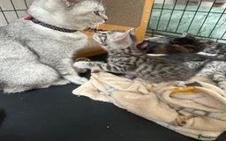 Mixed Breed cats for sale: 4 stunning kittens left  - Image 15