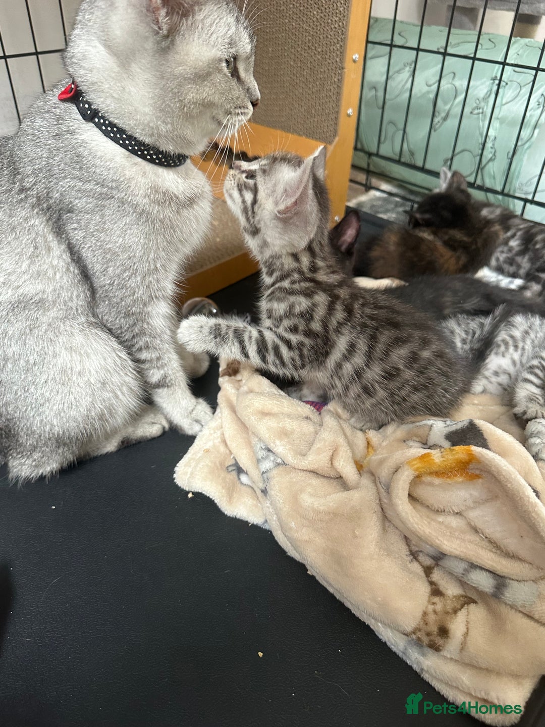 Mixed Breed cats for sale: 4 stunning kittens left  - Image 15
