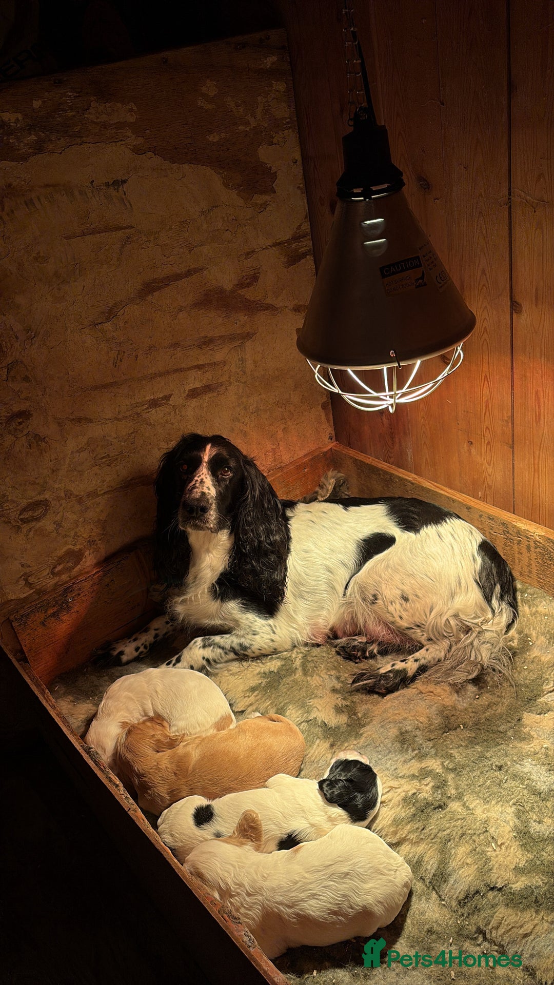 Sprocker dogs for sale: Beautiful working cocker spaniel pups FB1 - Advert 1