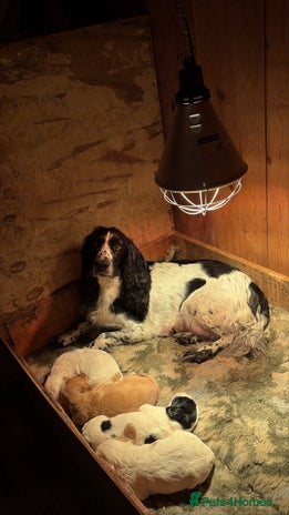 Sprocker dogs Beautiful working cocker spaniel pups FB1 - Advert 13