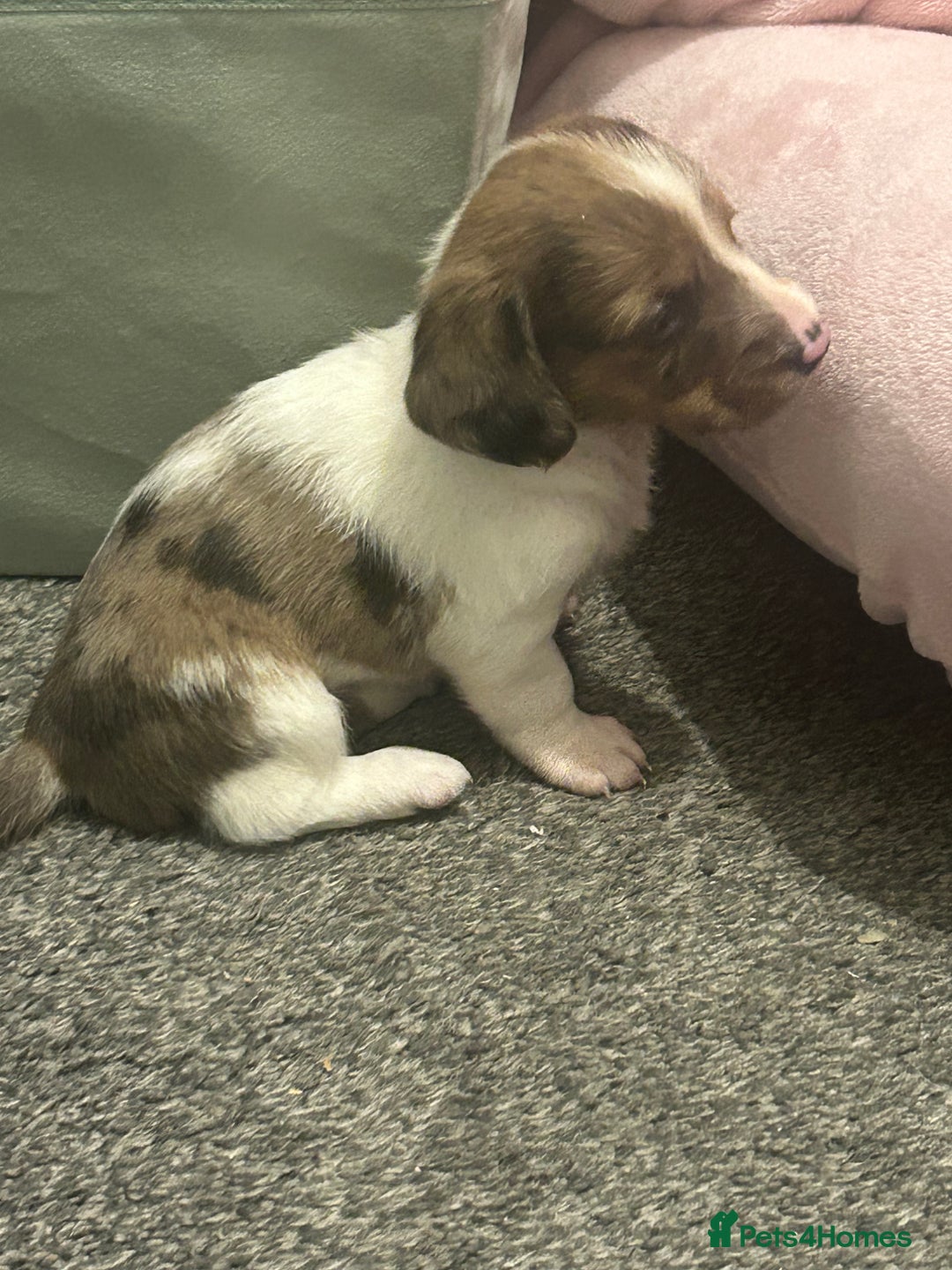 Miniature Dachshund dogs for sale: Miniature dachshunds  - Image 12