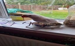 Ringnecks birds for sale: I have white ringnecks 4 months old for sale  - Image 6